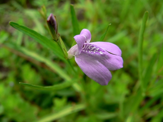 {Justicia crassifolia}